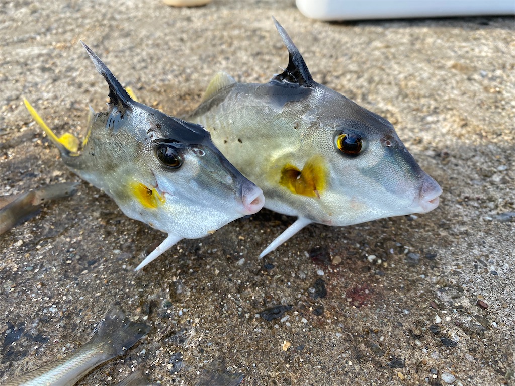 f:id:rein0420:20220815164328j:image