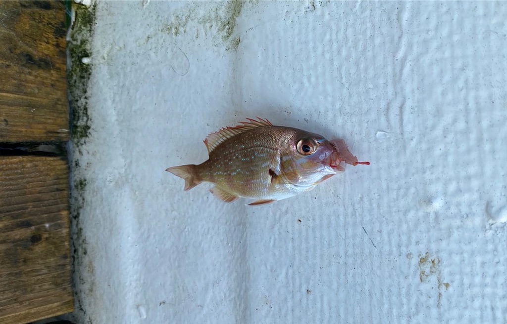 f:id:rein0420:20230729220545j:image f:id:rein0420:20230729220545j:image