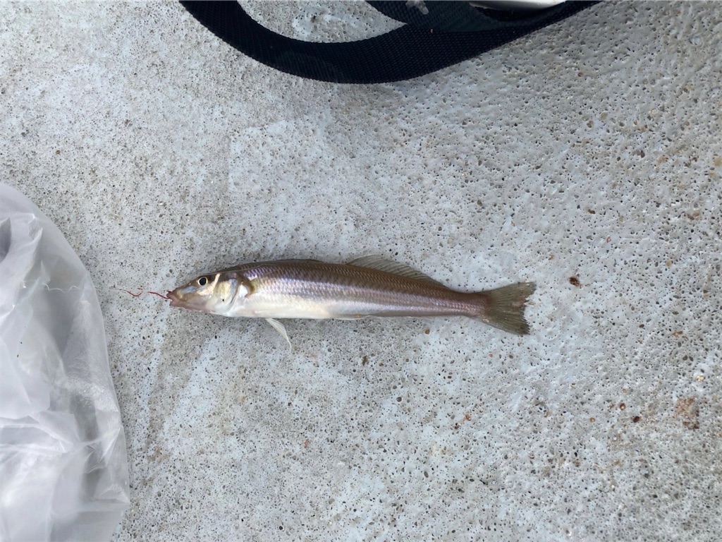 f:id:rein0420:20230801235906j:image f:id:rein0420:20230801235906j:image