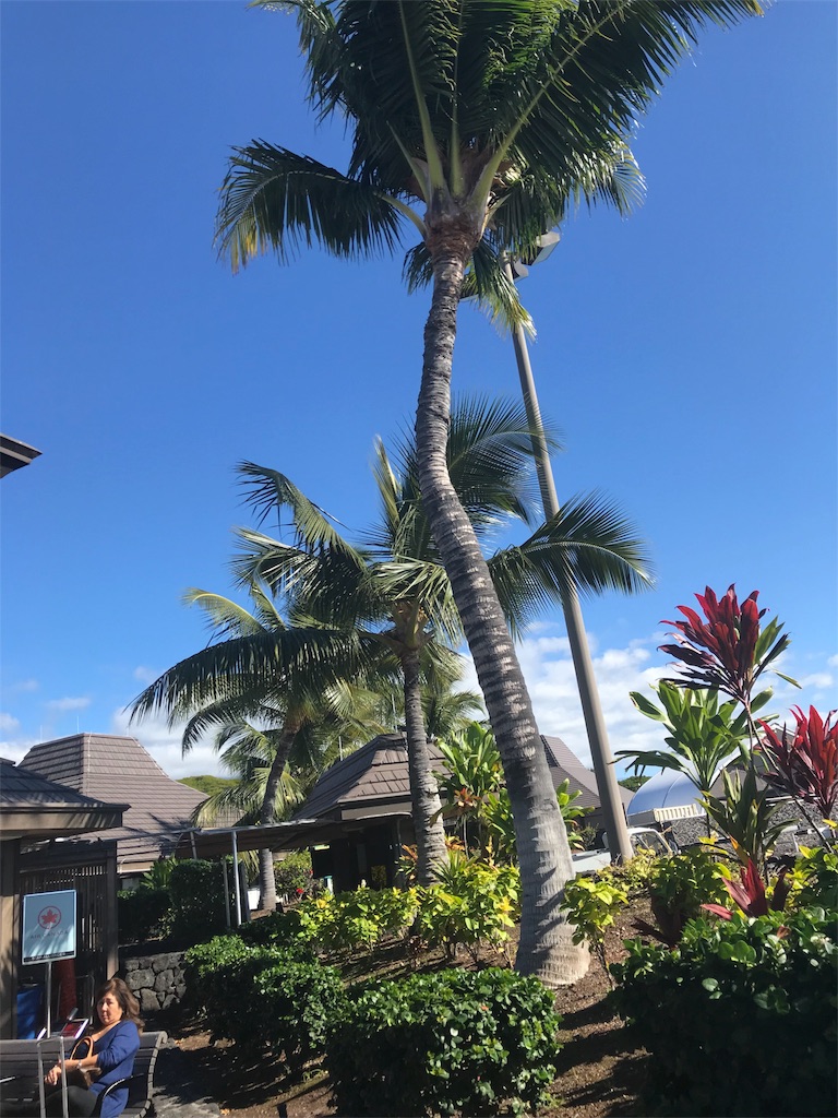 f:id:reinafreestyle:20190106233114j:image f:id:reinafreestyle:20190106233114j:image