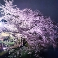 [2015年 桜 夜桜 桜の名所 ] 吉祥寺、井の頭公園の夜桜 2015