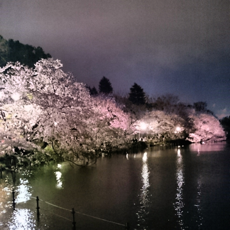  吉祥寺、井の頭公園の夜桜がライトアップ