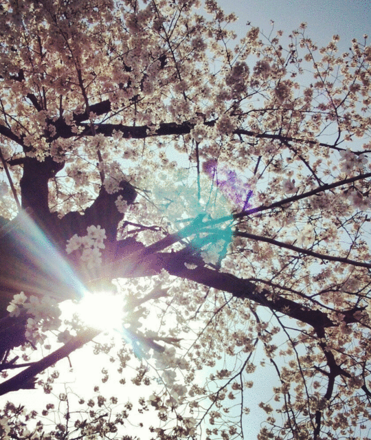  2015年 吉祥寺 井の頭公園の桜ドキュメント