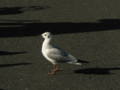 [横浜] 山下公園のかもめ