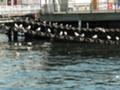 [横浜] 氷川丸　かもめと海に捨てられたゴミ