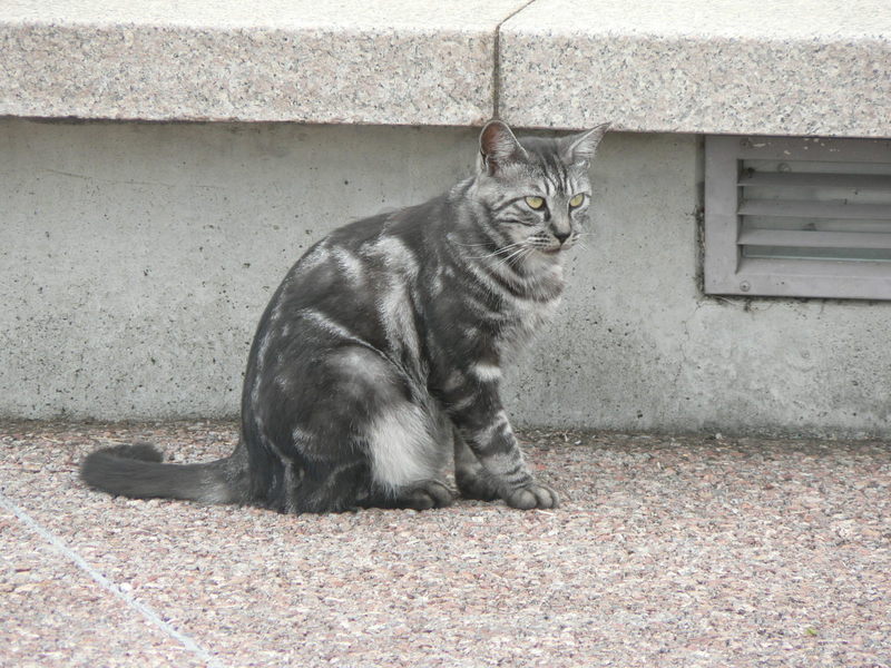  港の見える丘公園で見たネコ
