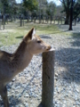 奈良公園の鹿