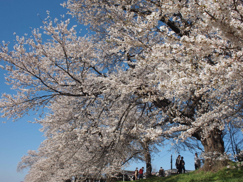 f:id:reitan25:20110417153126j:image