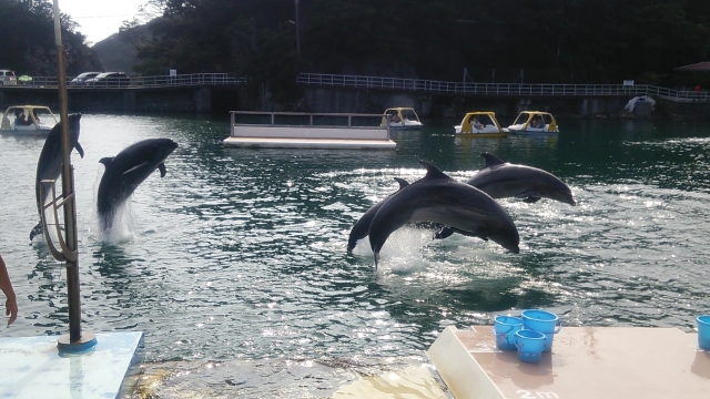 下田海中水族館 イルカ