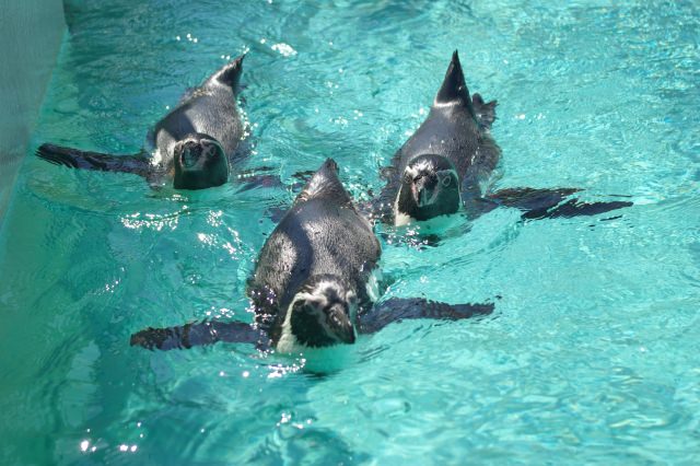 下田海中水族館 ペンギン