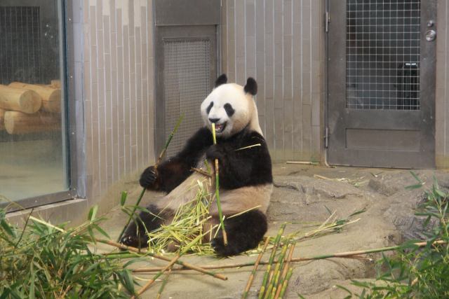 上野動物園パンダ赤ちゃん