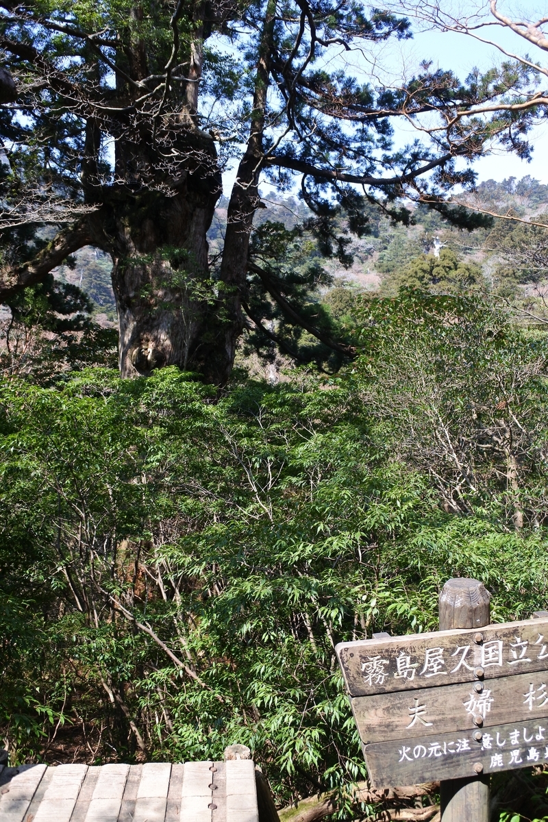 f:id:reiwa-tsuredure:20191003201111j:plain f:id:reiwa-tsuredure:20191003201111j:plain