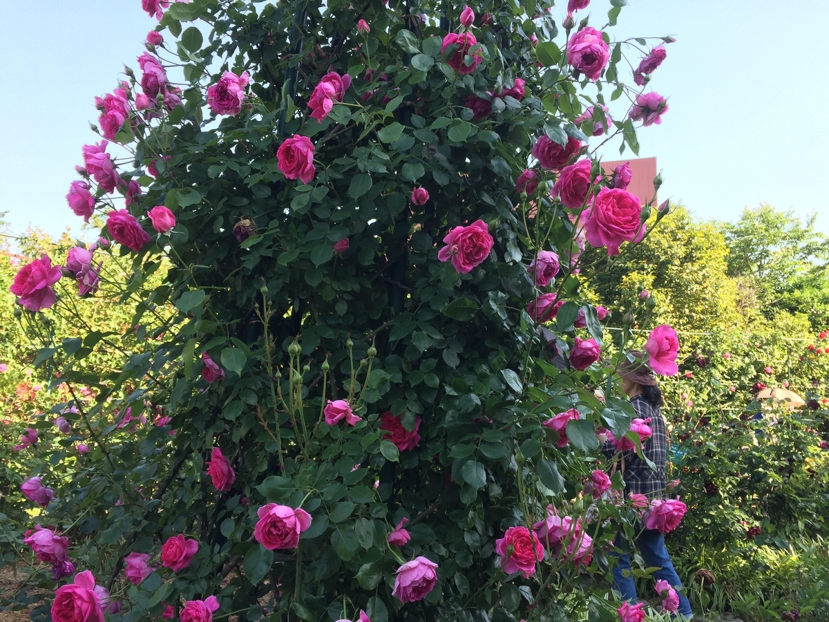 f:id:reiwanohikari:20190519224253j:plain f:id:reiwanohikari:20190519224253j:plain