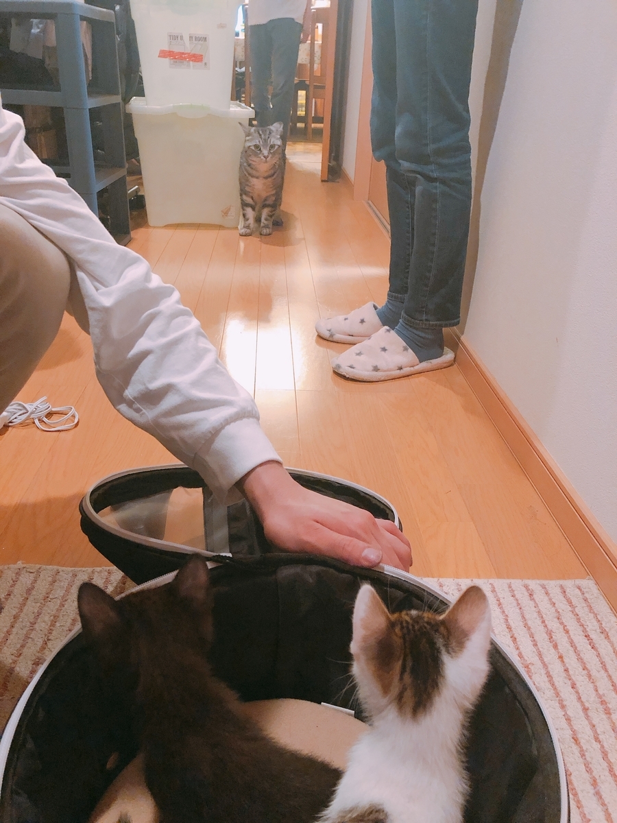 f:id:reiwanohikari:20190526220615j:plain f:id:reiwanohikari:20190526220615j:plain