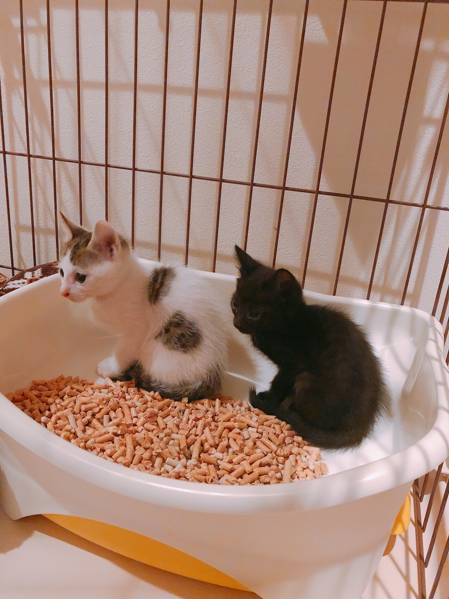 f:id:reiwanohikari:20190526220802j:plain f:id:reiwanohikari:20190526220802j:plain