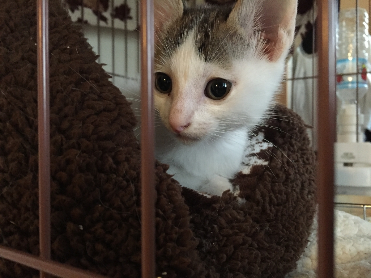 f:id:reiwanohikari:20190531191518j:plain f:id:reiwanohikari:20190531191518j:plain