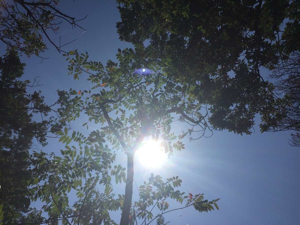 f:id:reiwanohikari:20190605210955j:plain f:id:reiwanohikari:20190605210955j:plain