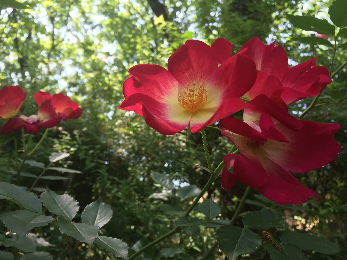 f:id:reiwanohikari:20190610205050j:plain f:id:reiwanohikari:20190610205050j:plain