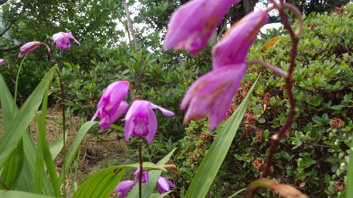 f:id:reiwanohikari:20190613195525j:plain f:id:reiwanohikari:20190613195525j:plain