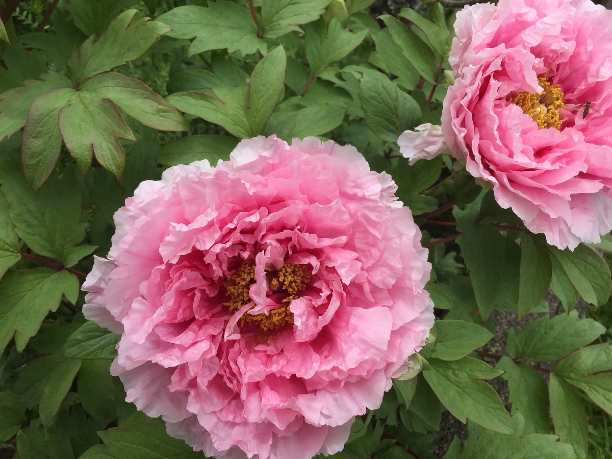 f:id:reiwanohikari:20190624235218j:plain f:id:reiwanohikari:20190624235218j:plain