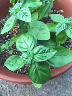 f:id:reiwanohikari:20190723082430j:plain f:id:reiwanohikari:20190723082430j:plain