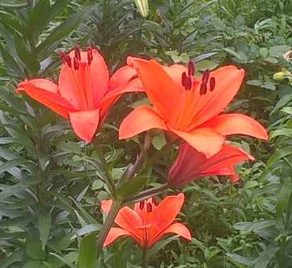 f:id:rejanaq:20170702234347j:plain