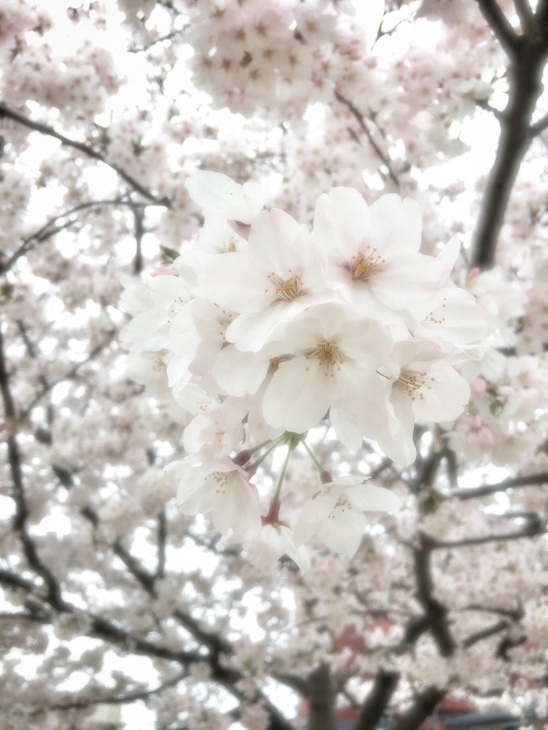 f:id:rekihachi:20170409175543j:plain f:id:rekihachi:20170409175543j:plain