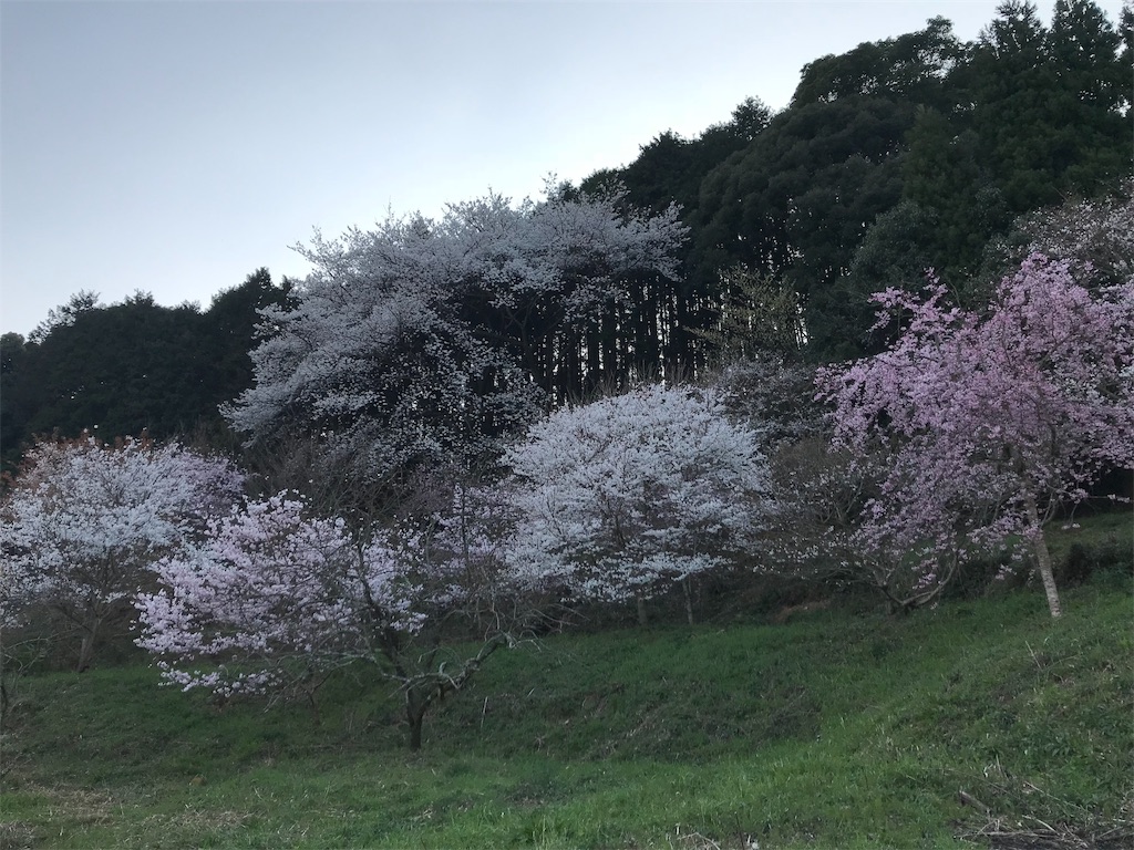 佐賀県伊万里市 明星桜 歴研