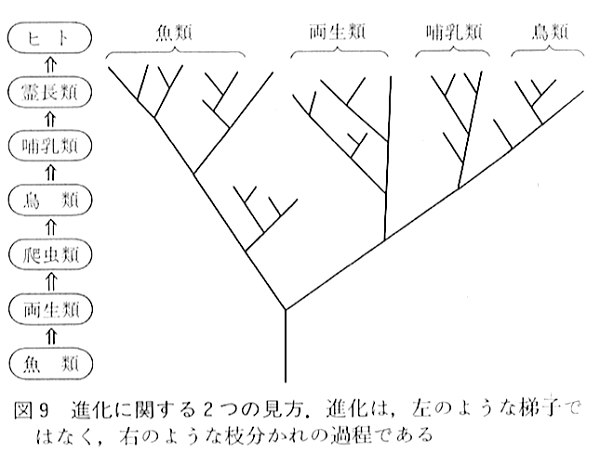 突然変異主導進化論 進化論の歴史と新たな枠組み Amazon.co.jp: 突然変異主導進化論: 進化論の歴史と新たな枠組み