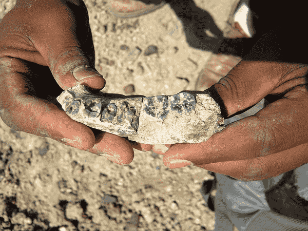人類の進化 ホモ属各種 最古のホモ属 多様性の中で 歴史の世界を綴る