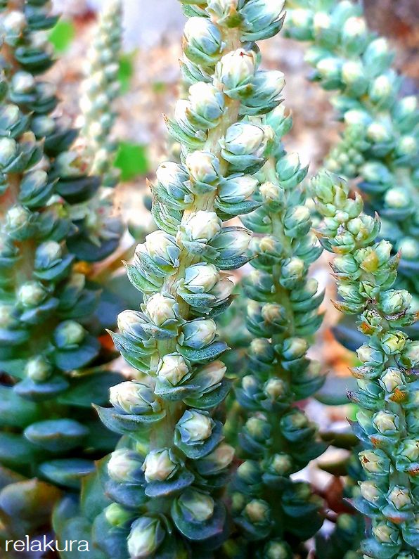 多肉植物 子持ち蓮華 れんげ に白い花が咲きました 放置でも育つ丈夫な 子持ち蓮華 れんげ の紹介 りらくら