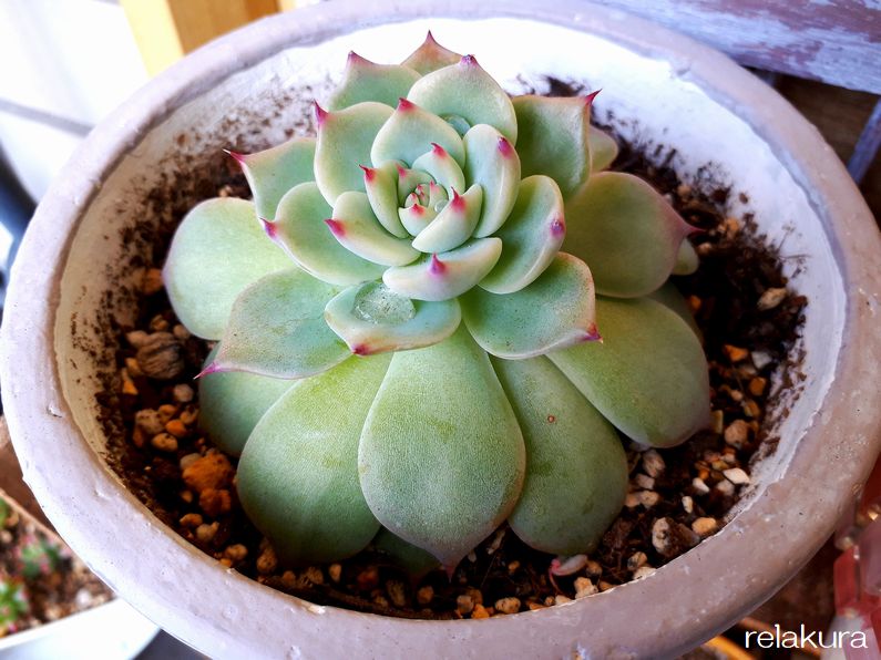 ピンクの爪がかわいいい多肉植物「桃太郎（ももたろう）」の紹介