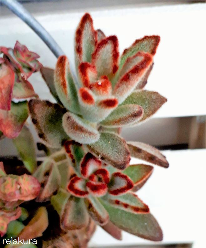 ふわふわの毛がかわいい多肉植物の紹介 りらくら ふわふわの毛がかわいい多肉植物の紹介 りらくら