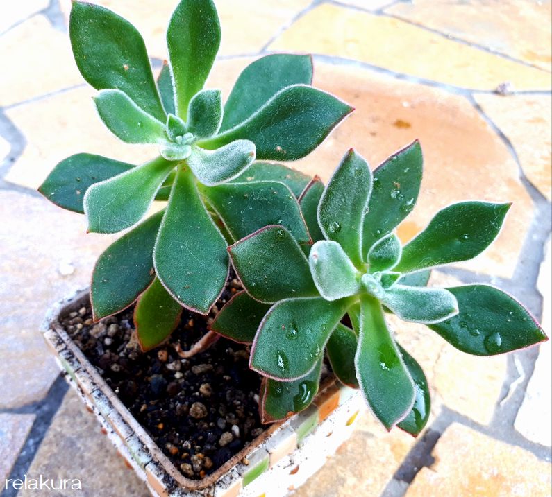 ふわふわの毛がかわいい多肉植物の紹介 りらくら