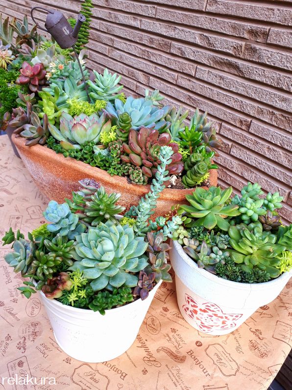 夏にすかすかになった多肉寄せ植えを整理 りらくら