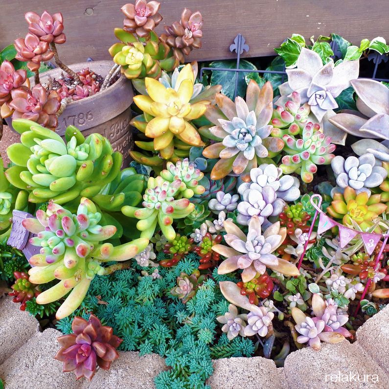 多肉植物の紅葉が進んできれい ﾟ ﾟ Part２ りらくら