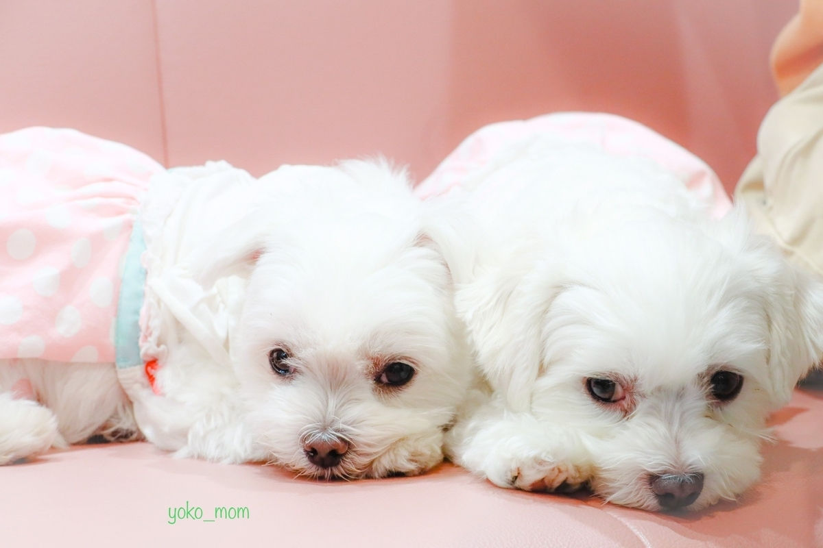 f:id:relax-kafu:20200921103916j:plain