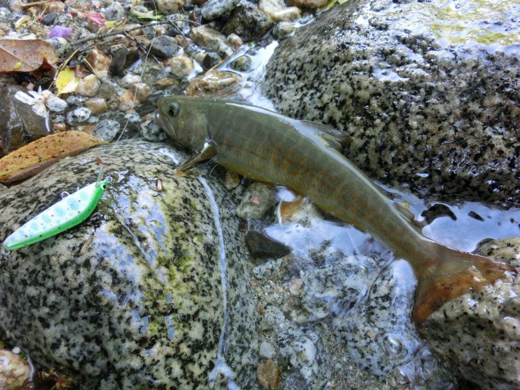 f:id:remember_the_trout:20170603161825j:plain f:id:remember_the_trout:20170603161825j:plain