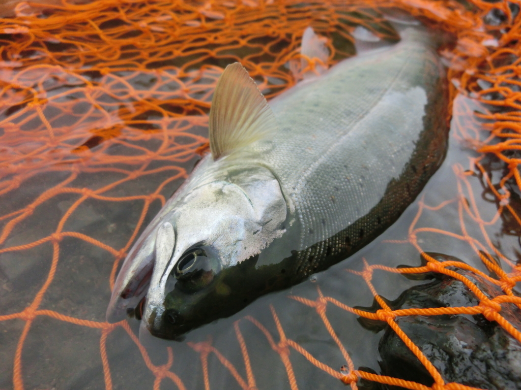 f:id:remember_the_trout:20170701084541j:plain f:id:remember_the_trout:20170701084541j:plain