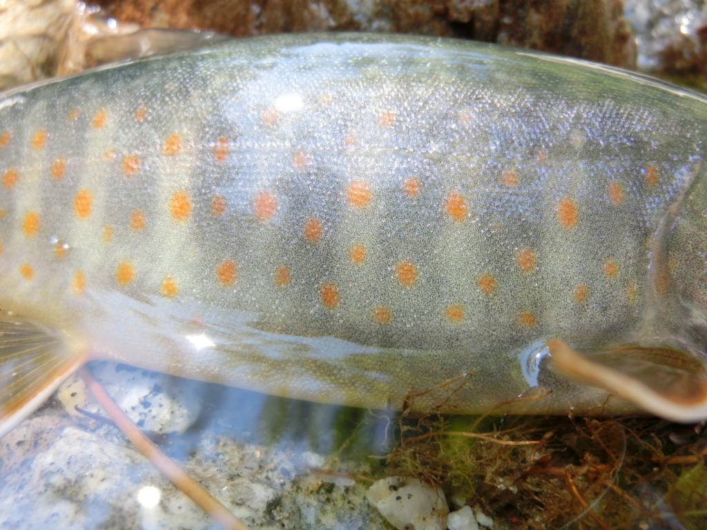 f:id:remember_the_trout:20170708112153j:plain f:id:remember_the_trout:20170708112153j:plain