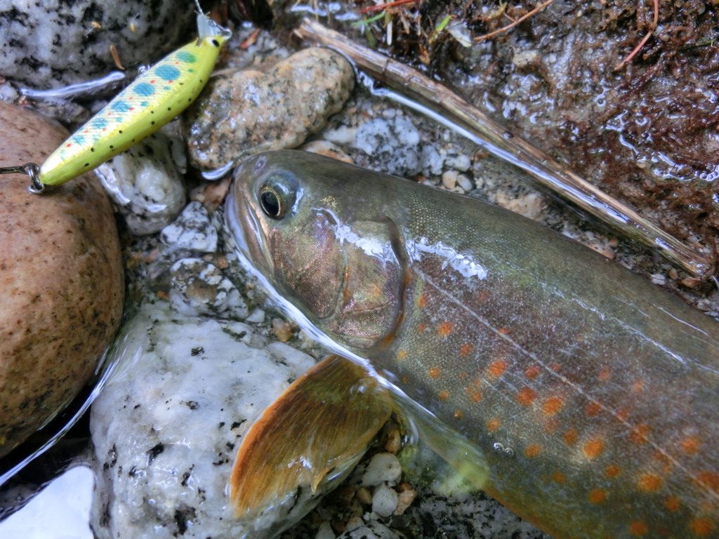 f:id:remember_the_trout:20170708143917j:plain f:id:remember_the_trout:20170708143917j:plain