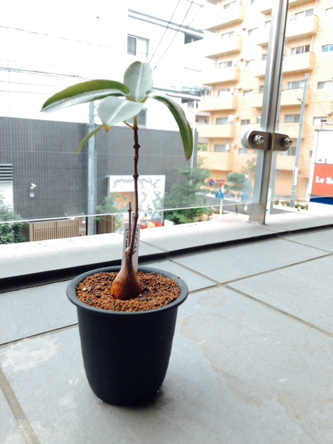 f:id:remixshinjuku:20180606182852j:plain f:id:remixshinjuku:20180606182852j:plain