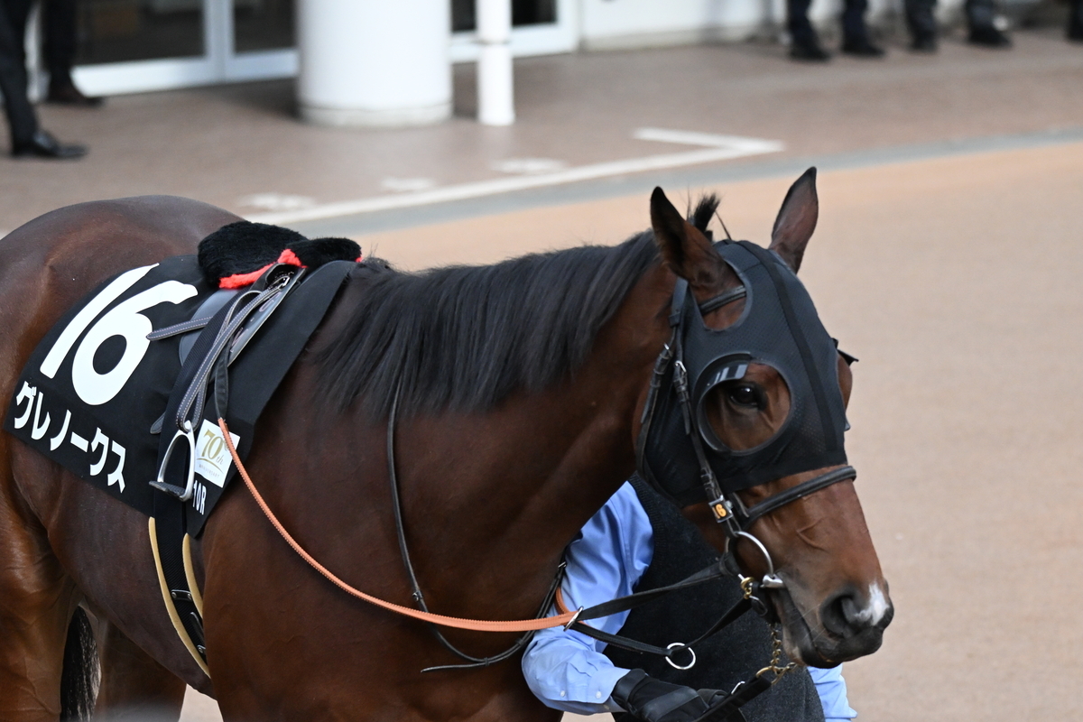 合う馬 中山競馬場に行ってホープフルステークスをZ50IIで撮影 - れもんかめら