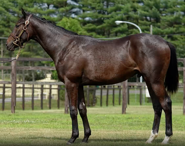 2025 キャロット決断の刻その2 まずは最優先の馬をキメる！最終