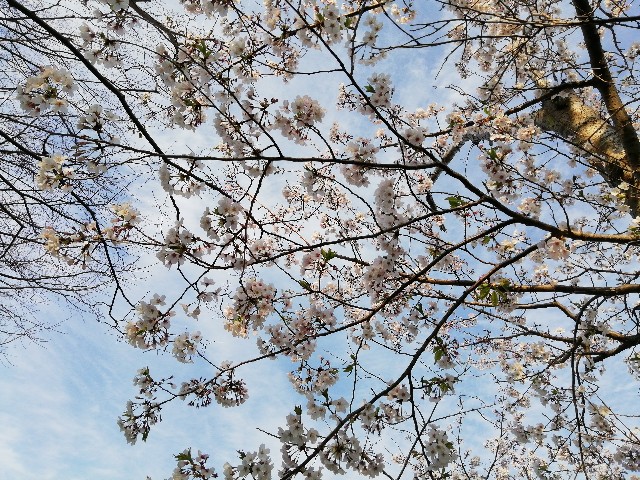f:id:ren222ren:20200411165724j:image