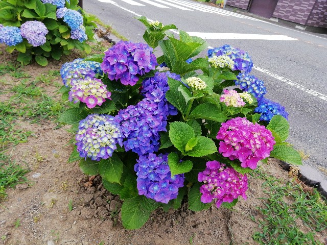 f:id:ren222ren:20200604183740j:image