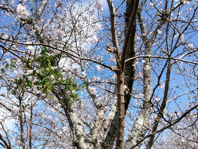 f:id:ren222ren:20220327143608j:plain