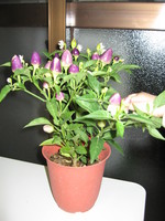 f:id:renchan-mama:20060607231206j:image