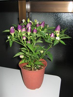 f:id:renchan-mama:20060607231236j:image