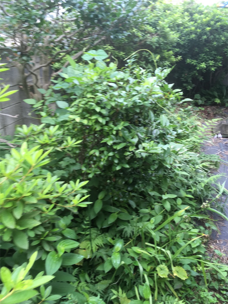 f:id:renganomichi:20190716170647j:image f:id:renganomichi:20190716170647j:image
